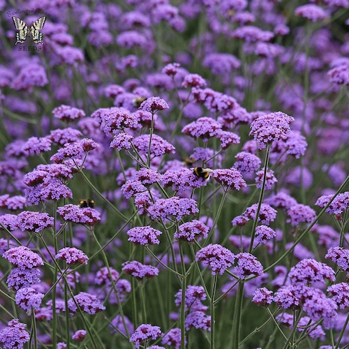 Verbena Vanity