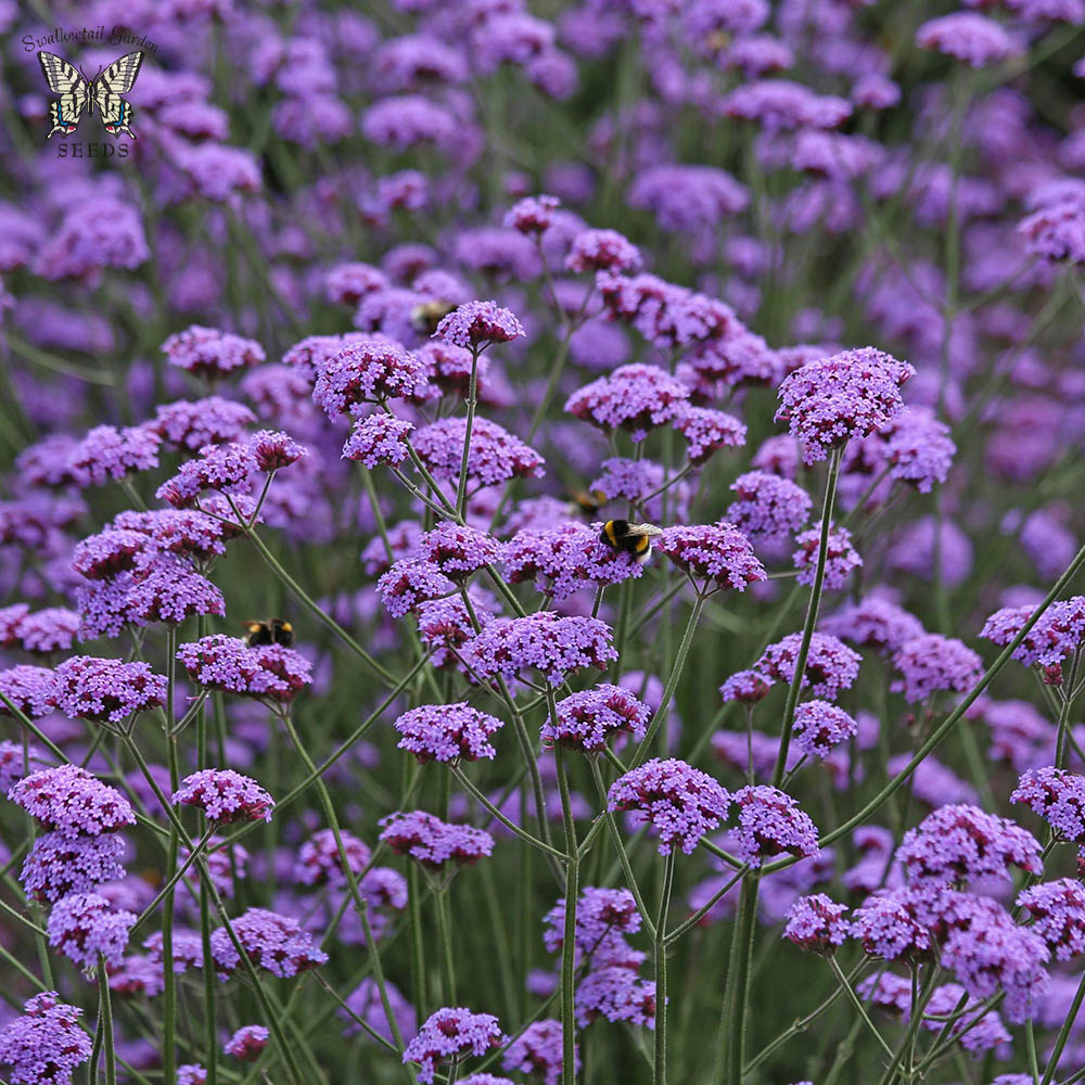 Verbena Vanity