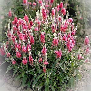 Veronica Pink Goblin - perennial flowers