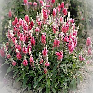 Pink Goblin veronica Veronica Pink Goblin - perennial flowers