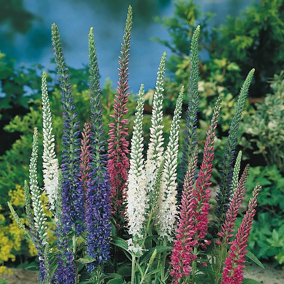Veronia Sightseeing Mixture - perennial flowers
