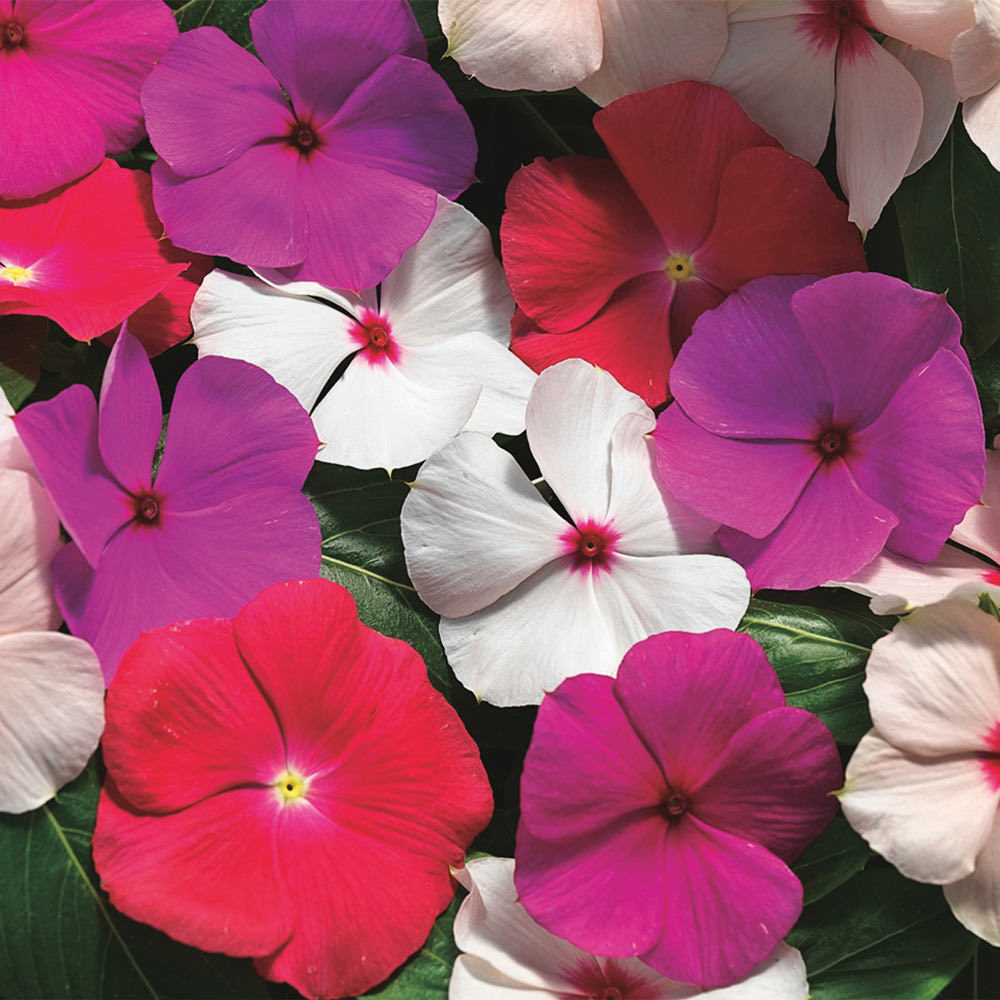 Trailing Vinca Ground Cover ground cover good