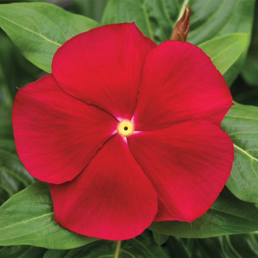 Cora Red vinca Vinca Cora Red seeds