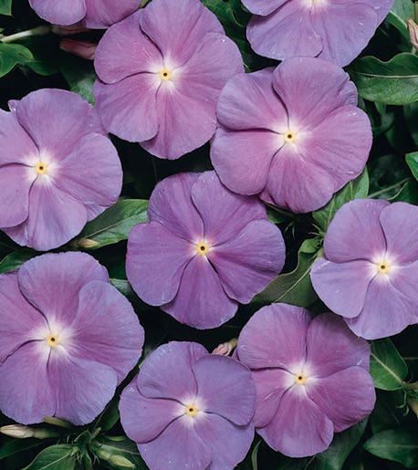 Vinca flowers - Heatwave Blue with White Eye