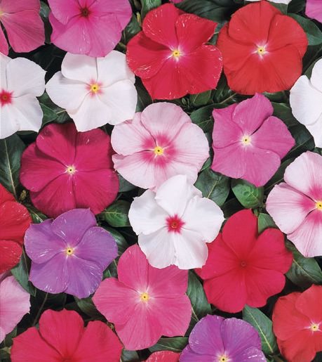 Vinca seeds - Heatwave Mix