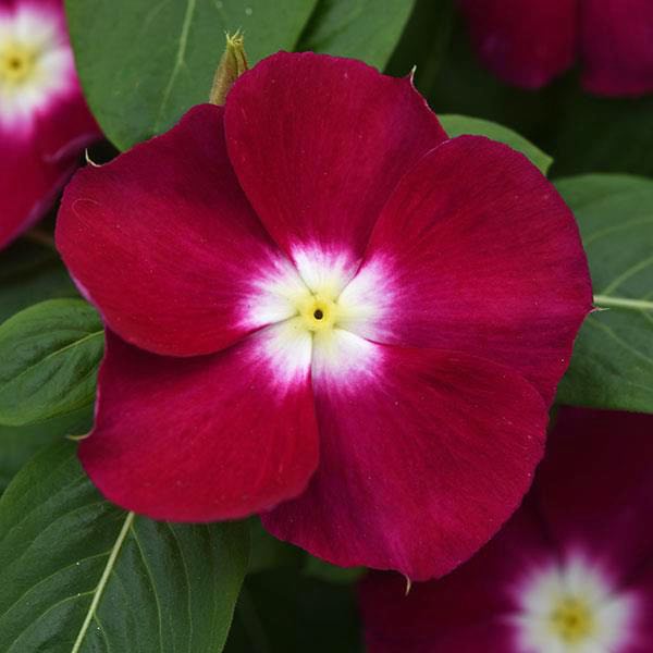 Mediterranean Burgundy Halo vinca