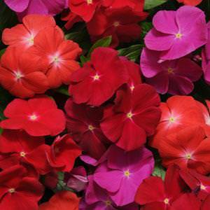 Vinca flowers - Pacifica Bold Mix