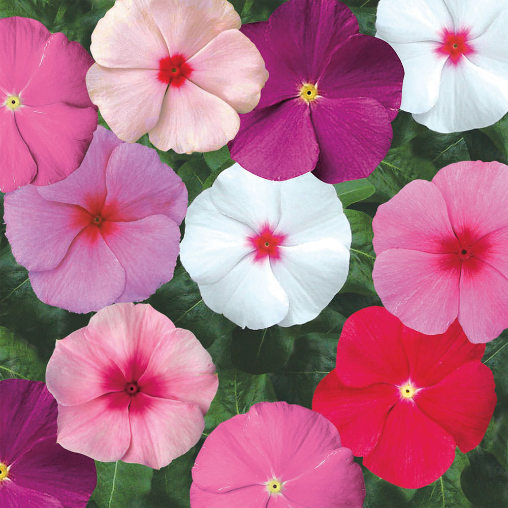  Vinca  Seeds Madagascar Periwinkle  Annual Flower  Seeds