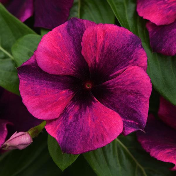 Tattoo Black Cherry vinca seeds