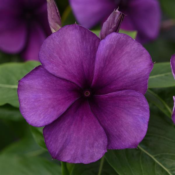 Tattoo Blueberry vinca seeds