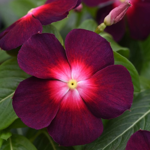 Vinca Tattoo Boysenberry