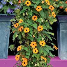 Black-eyed Susan Vine