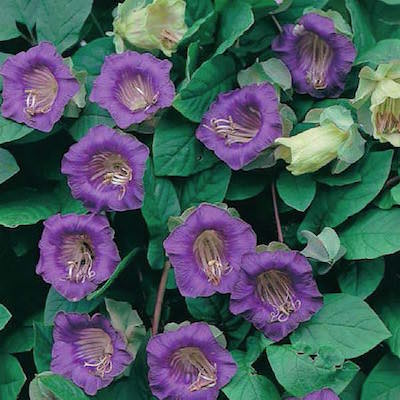 Cup and Saucer Vine