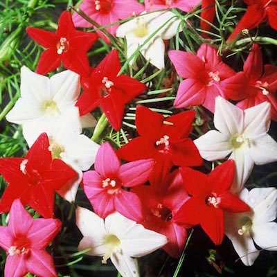 Cypress Vine