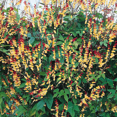 Firecracker Vine