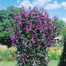 Hyacinth Vine