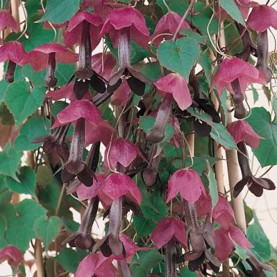 Purple Bell Vine