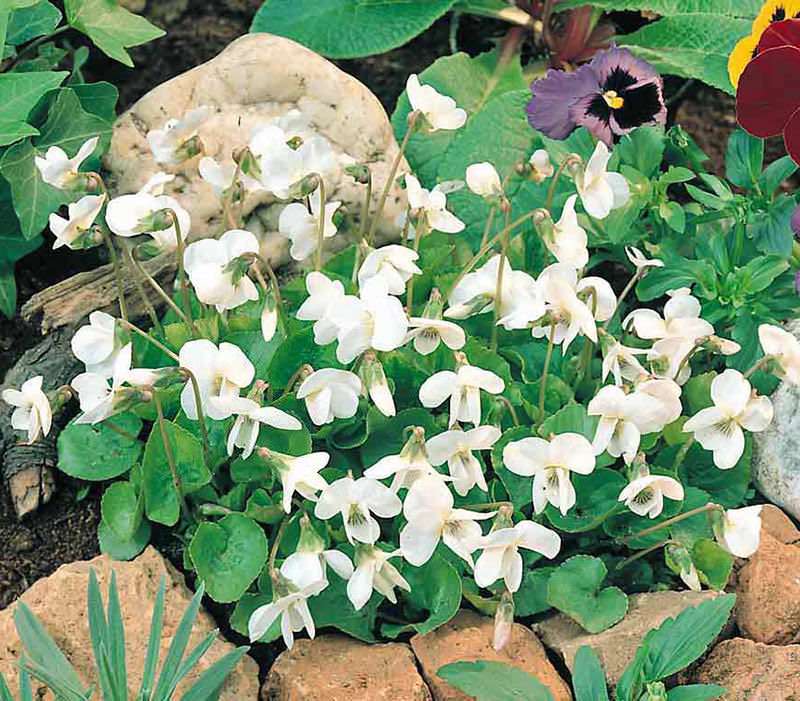 The Czar sweet violet Sweet Violets Reine de Neiges - Viola odorata