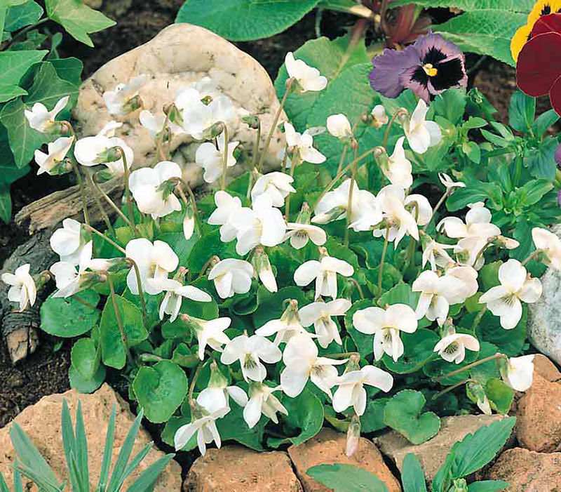 Sweet Violets Reine de Neiges - Viola odorata