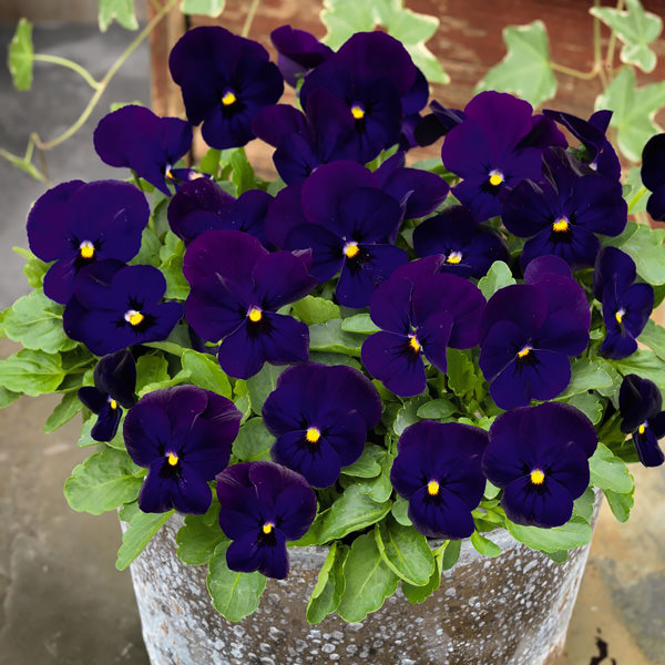 Admire Deep Blue viola Admire Deep Blue viola
