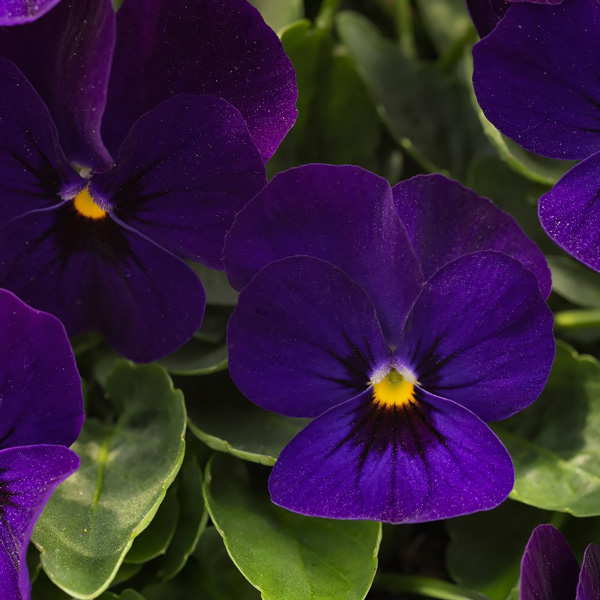 Admire Deep Blue viola Viola Admire Deep Blue flowers
