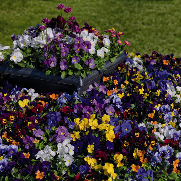 Admire Maxi Mix viola Viola Admire Maxi Mix flowers