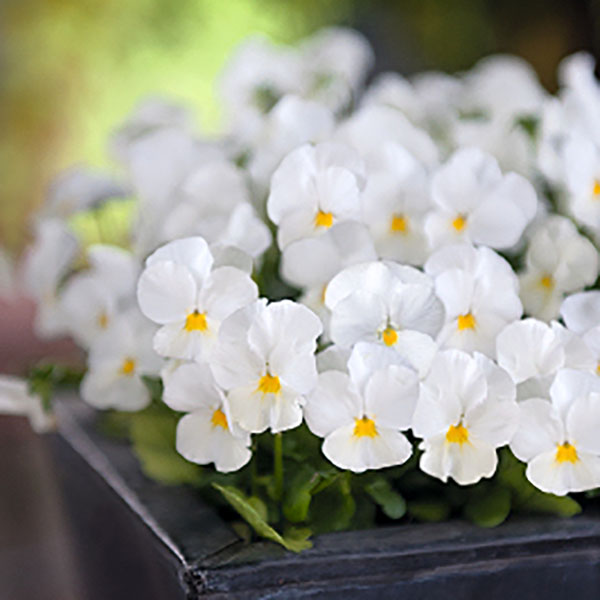 Viola Admire White