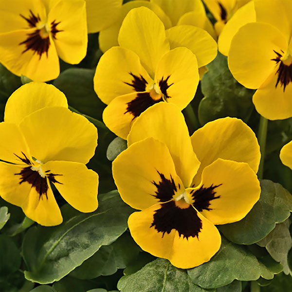 Viola Admire Yellow Blotch