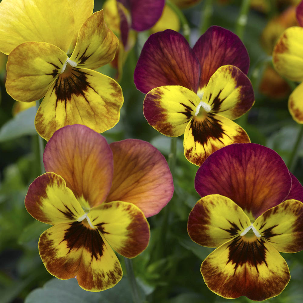 Viola Deltini Copperfield Viola Deltini Copperfield