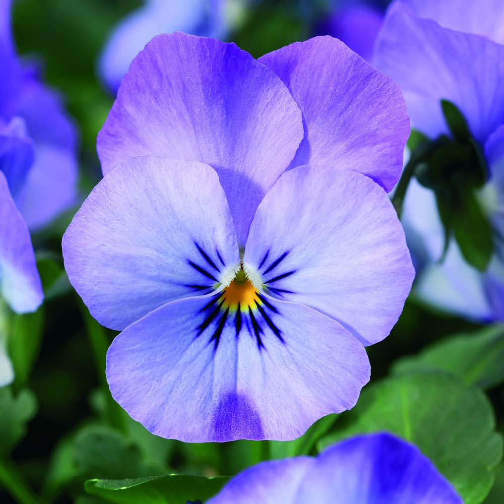 Viola Endurio Sky Blue Martien flowers