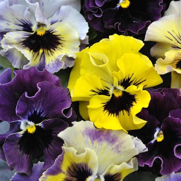 Frizzle Sizzle Mini Mixture viola Viola Frizzle Sizzle Mini Mixture flowers