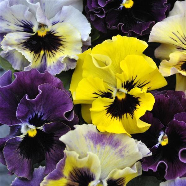 Viola Frizzle Sizzle Mini Mixture flowers