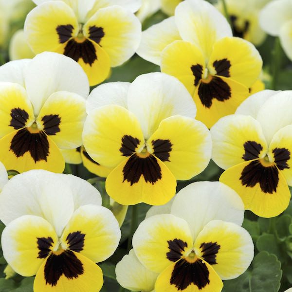 Viola Sorbet Lemon Ice Blotch annual flower garden seed