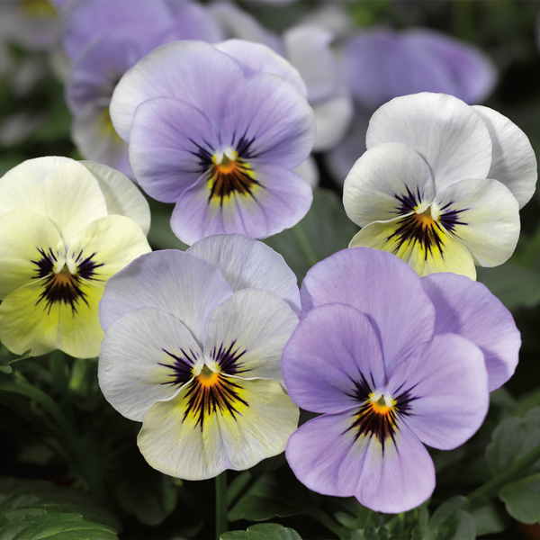 Penny Azure Dawn viola Viola Penny Azure Dawn flowers