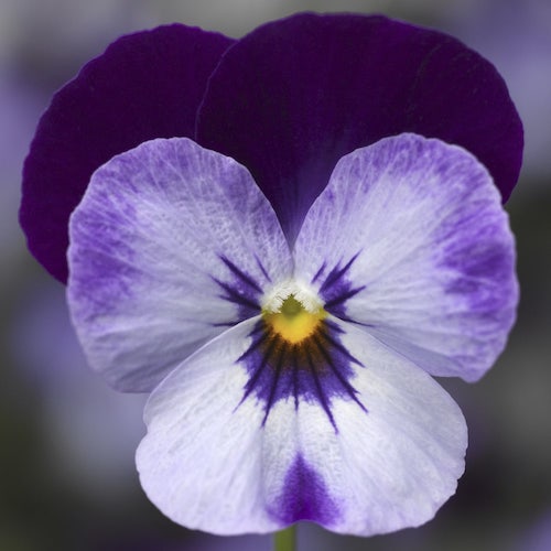 Viola Penny Denim Jump-Up flowers