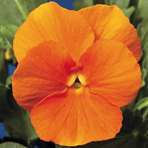 Viola Penny Pro Orange