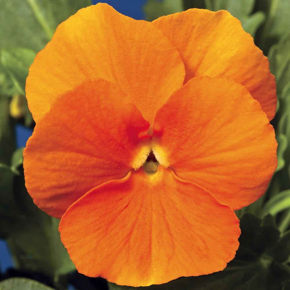 Viola Penny Orange flowers