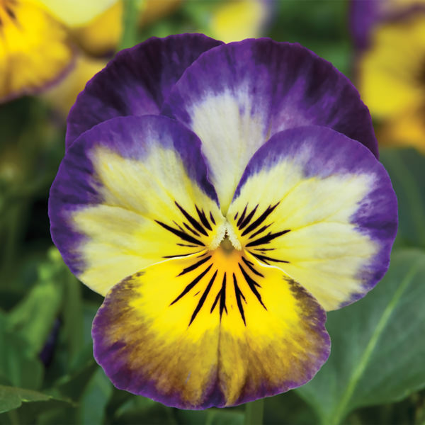 Viola Penny Primrose Picotee flowers