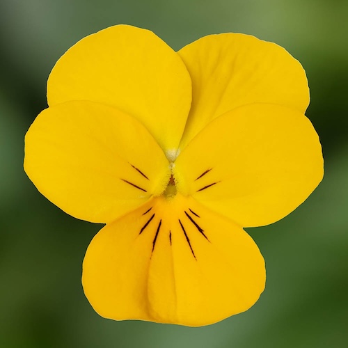 Viola Penny Pro Yellow