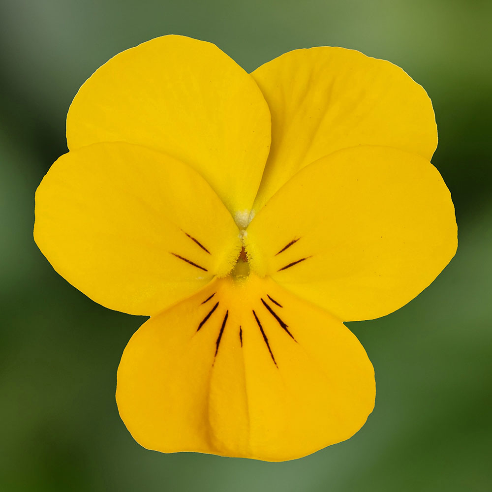 Viola Penny Pro Yellow Viola Penny Pro Yellow