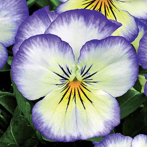 Viola Penny Purple Picotee