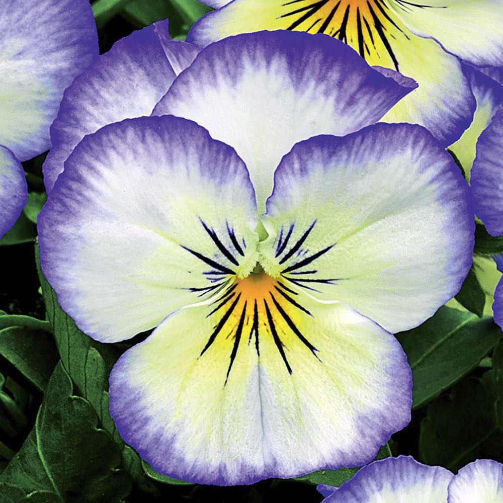 Viola Penny Purple Picotee flowers