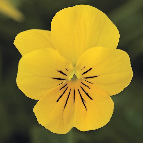 Viola Penny Yellow