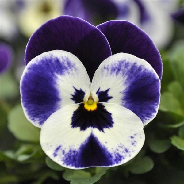 Viola Quicktime Mickey flowers