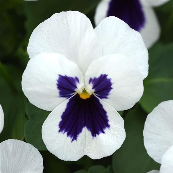 Viola Quicktime White Blotch flowers