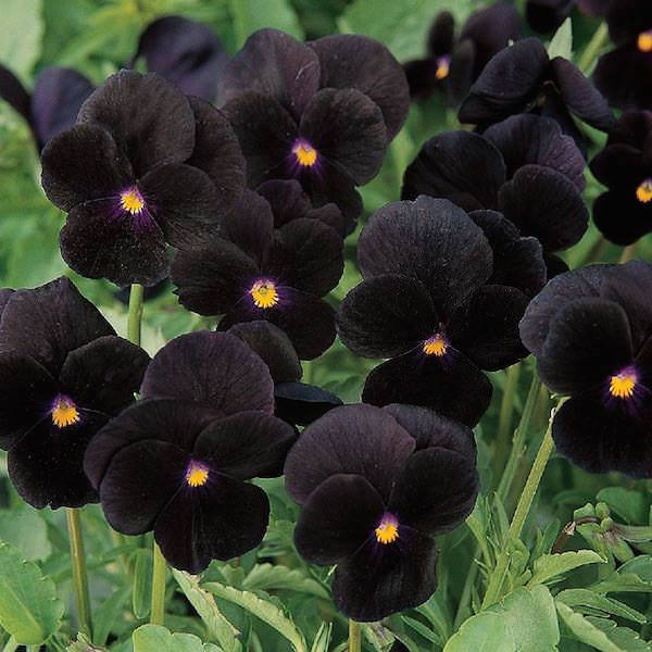 Viola Sorbet Black Delight flowers