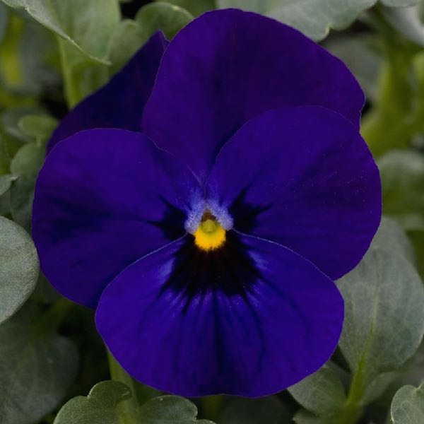 Viola Sorbet Blue Blotch annual flower garden seed