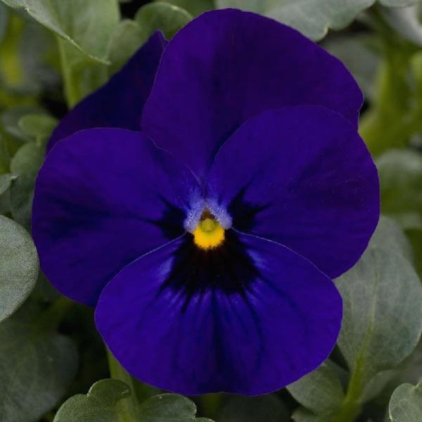Sorbet Blue Blotch viola Viola Sorbet Blue Blotch