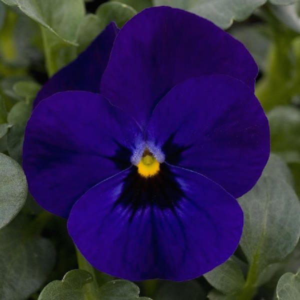 Viola Sorbet Blue Blotch