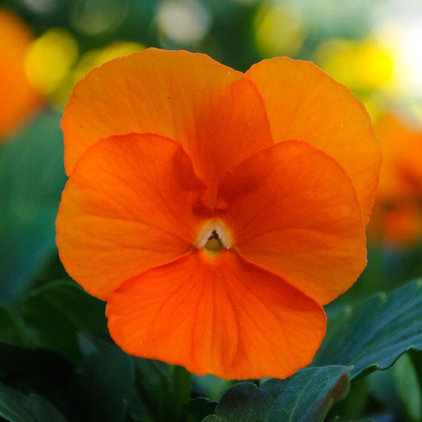 Sorbet Deep Orange viola seeds